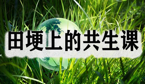 田埂上的共生课.jpg